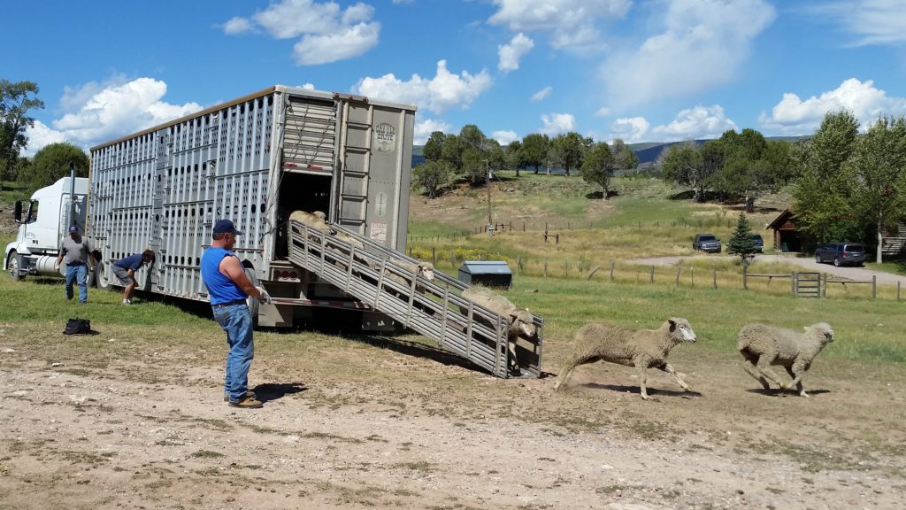 Over 800 sheep were trucked in for the trial