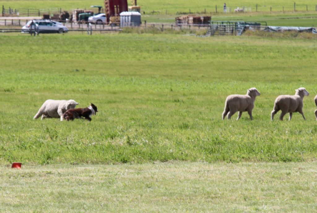 This sheep has had enough of calmly moving through the course